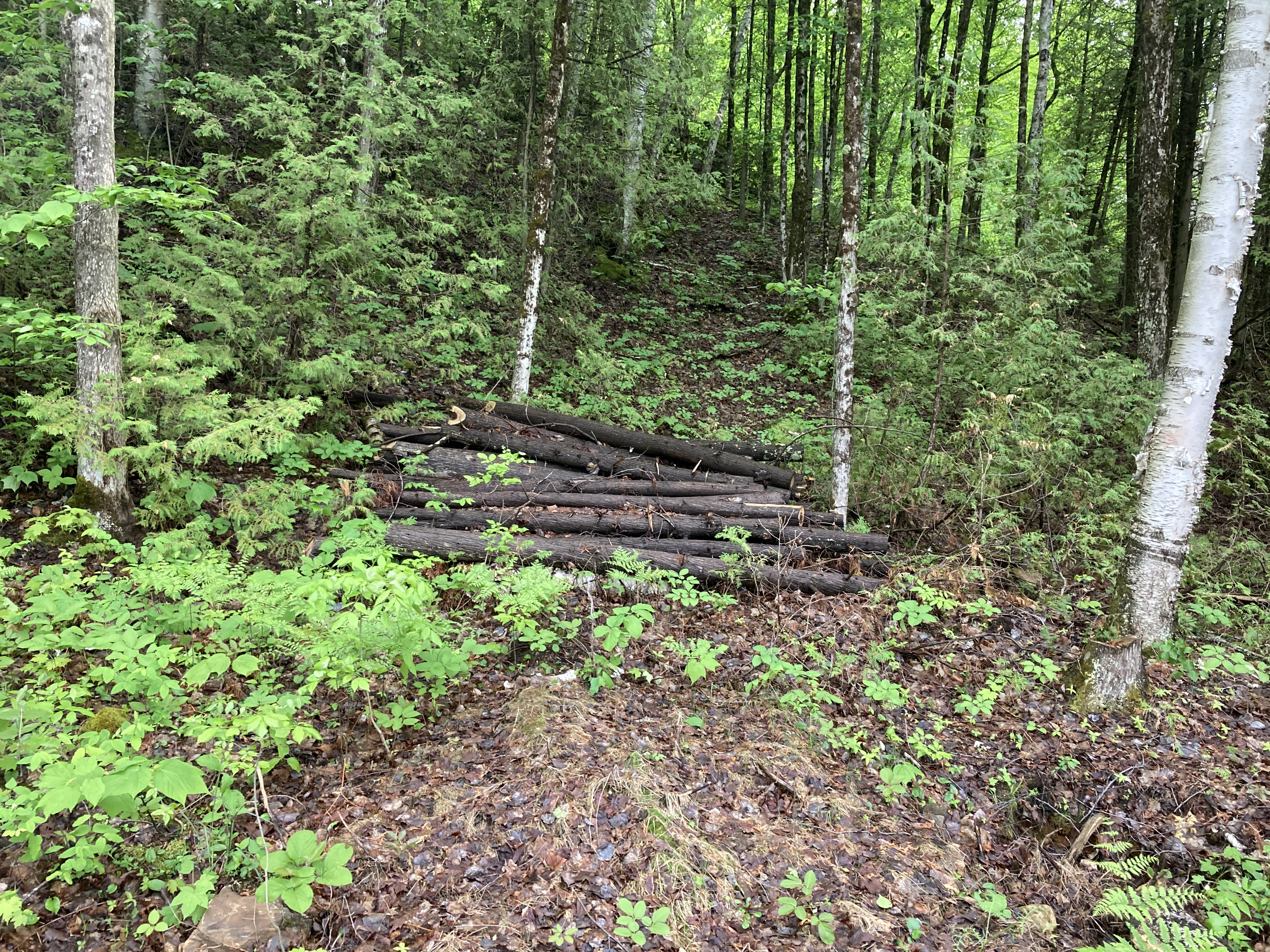 The first of two log piles left by the previous owner on the plateau. Logs are approximately six to ten inches in diameter, and are mostly cedar.