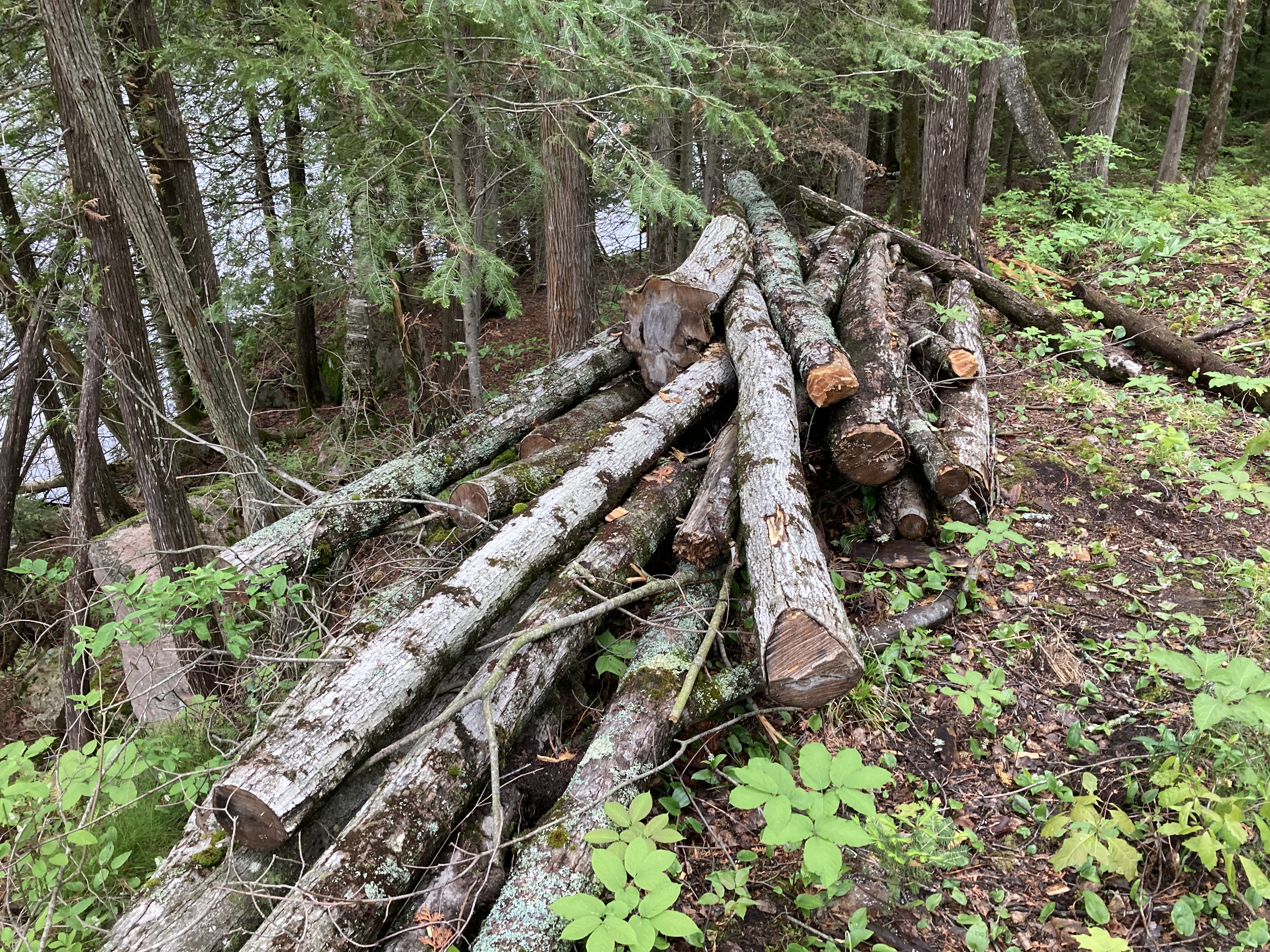 The second of two log piles left by the previous owner on the plateau. Logs are approximately six to ten inches in diameter, and are a mix of hardwoods.
