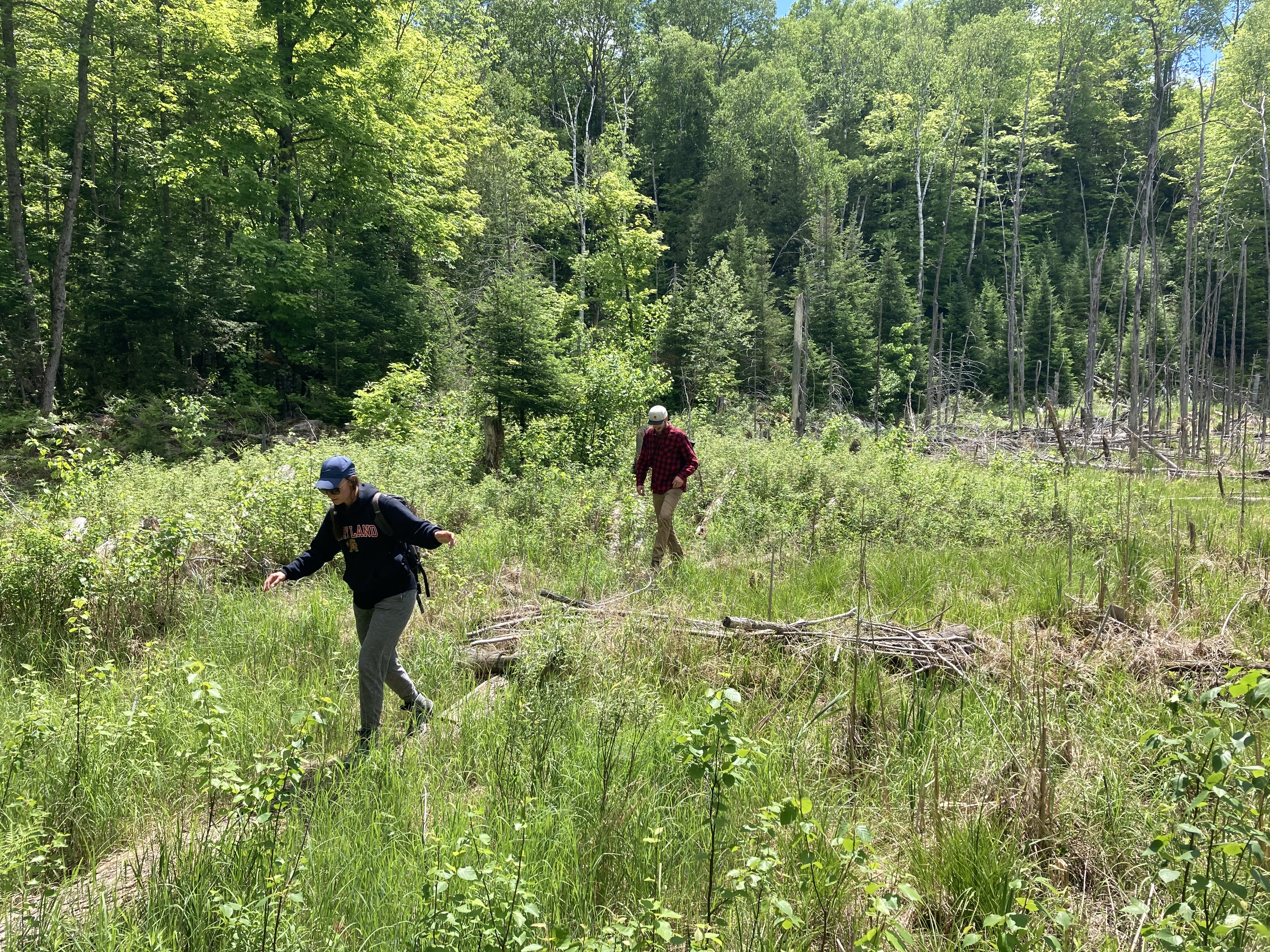 Two friends balancing across a log in the marshy area of the property line