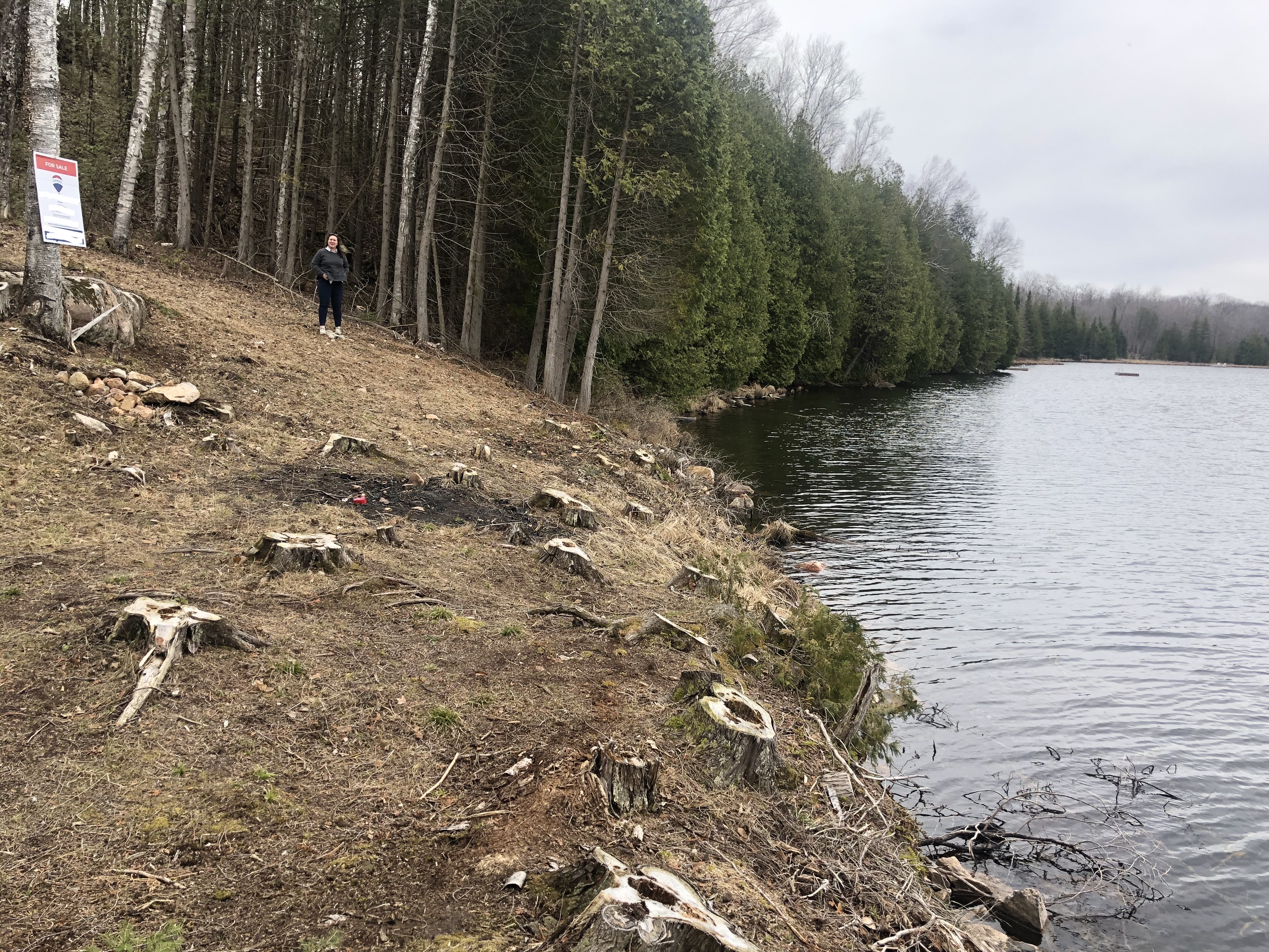 Photo of the shoreline specifically, showing a moderate slope into the water littered with cedar stumps.