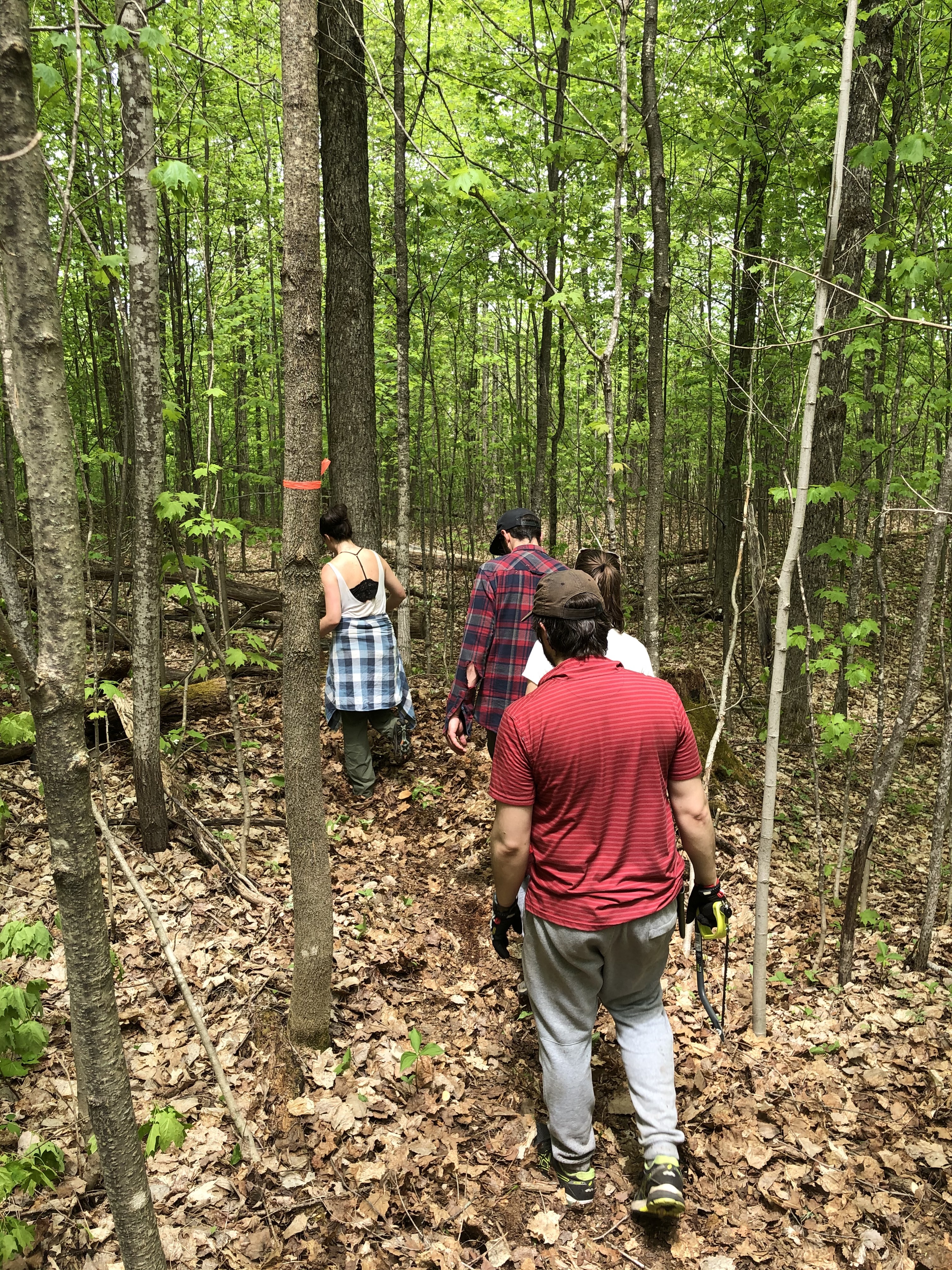 Four of my friends braving the mosquitos to break trail in the forest, each with a different tool