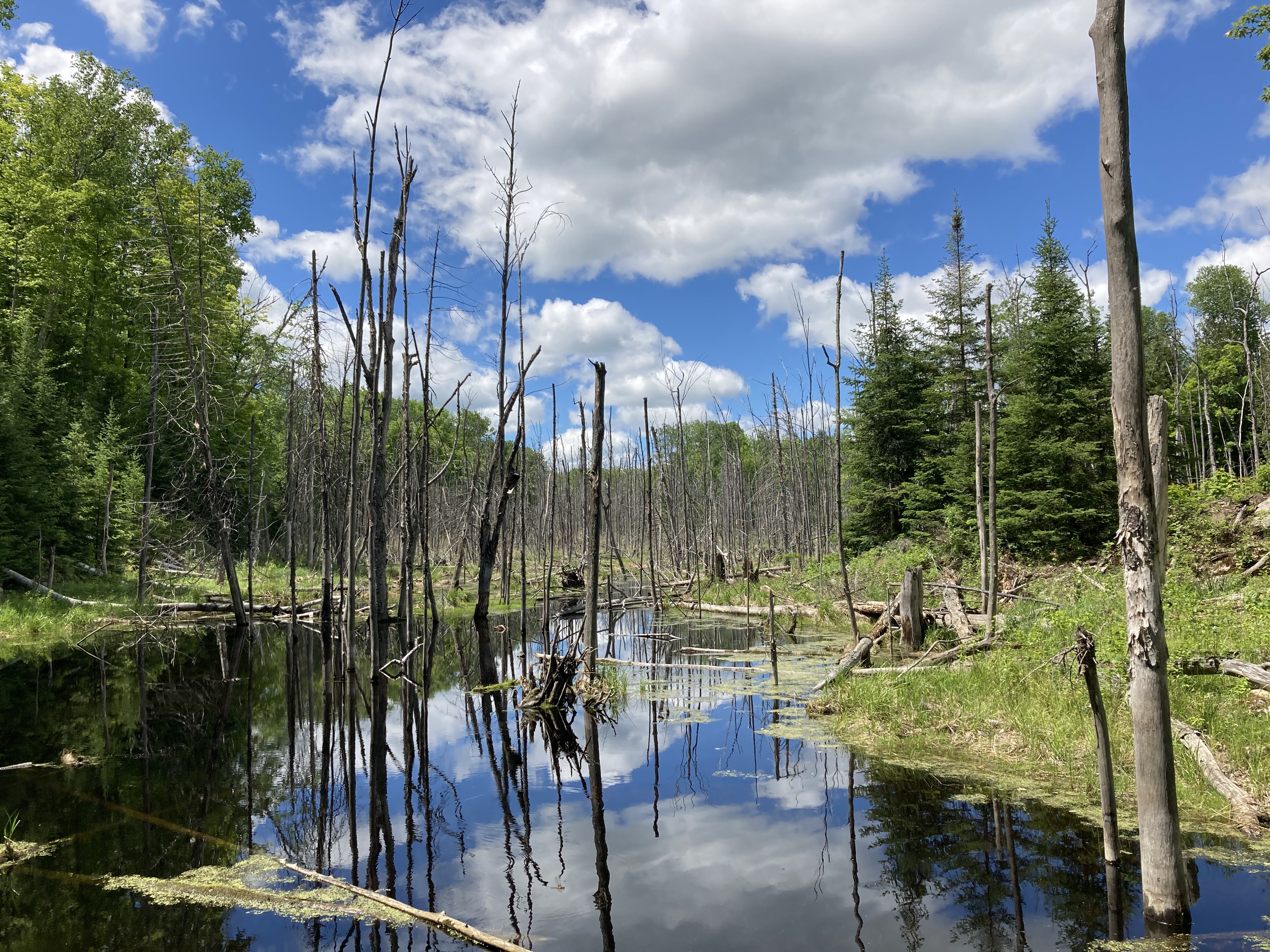 The marshy area of land, at the deepest. Black water with lily pads and dead standing trees.