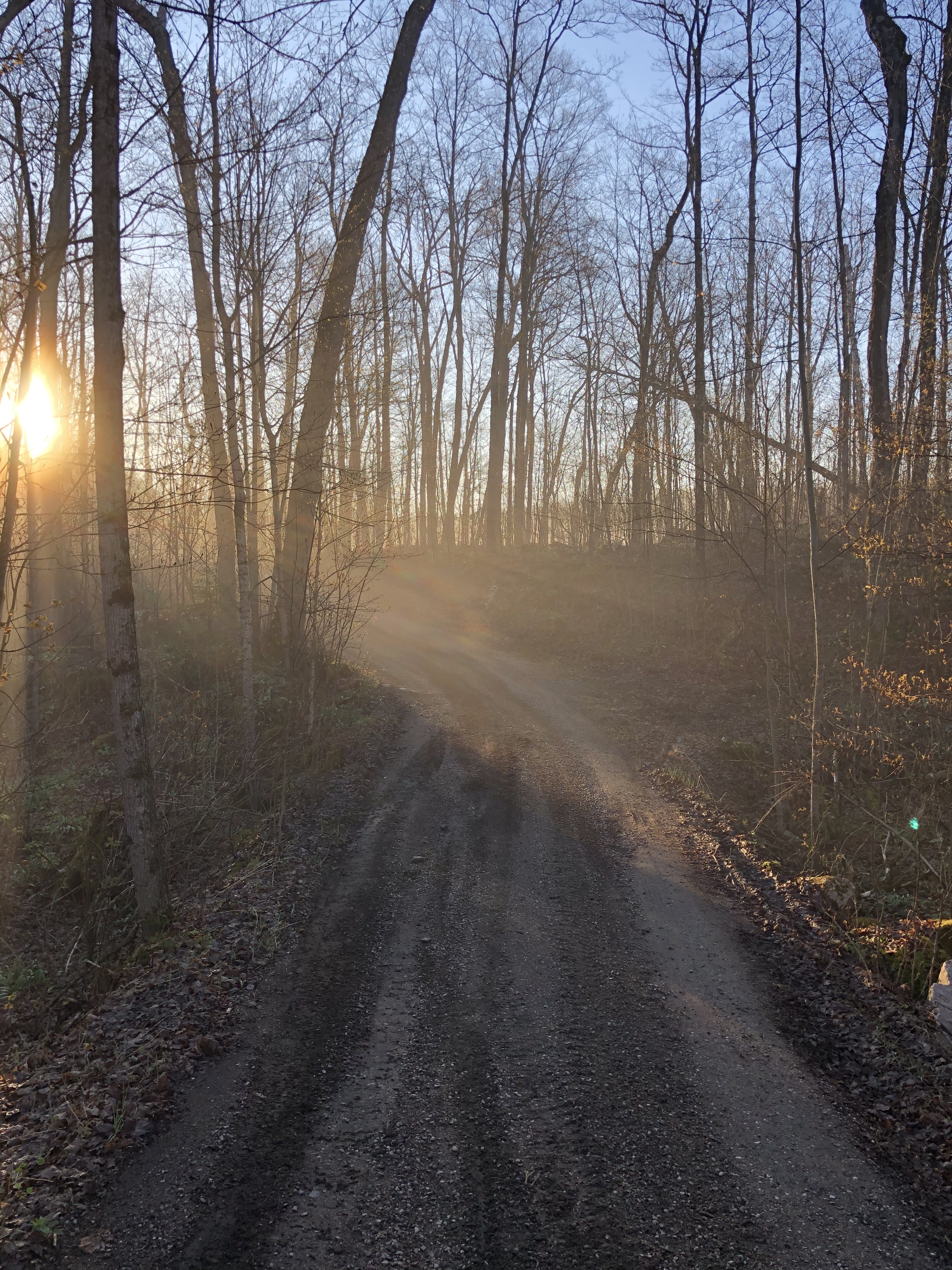 A misty morning walk on the road