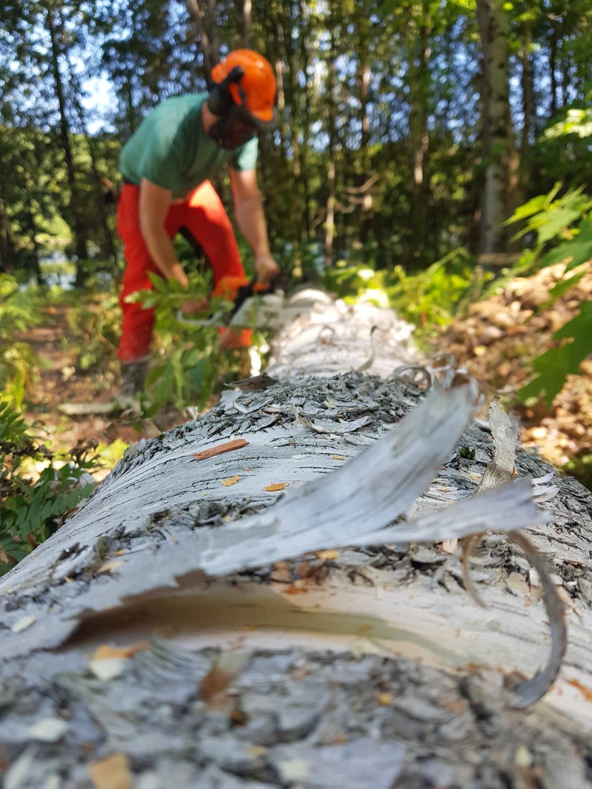 Me cutting up (“bucking”) a white birch log