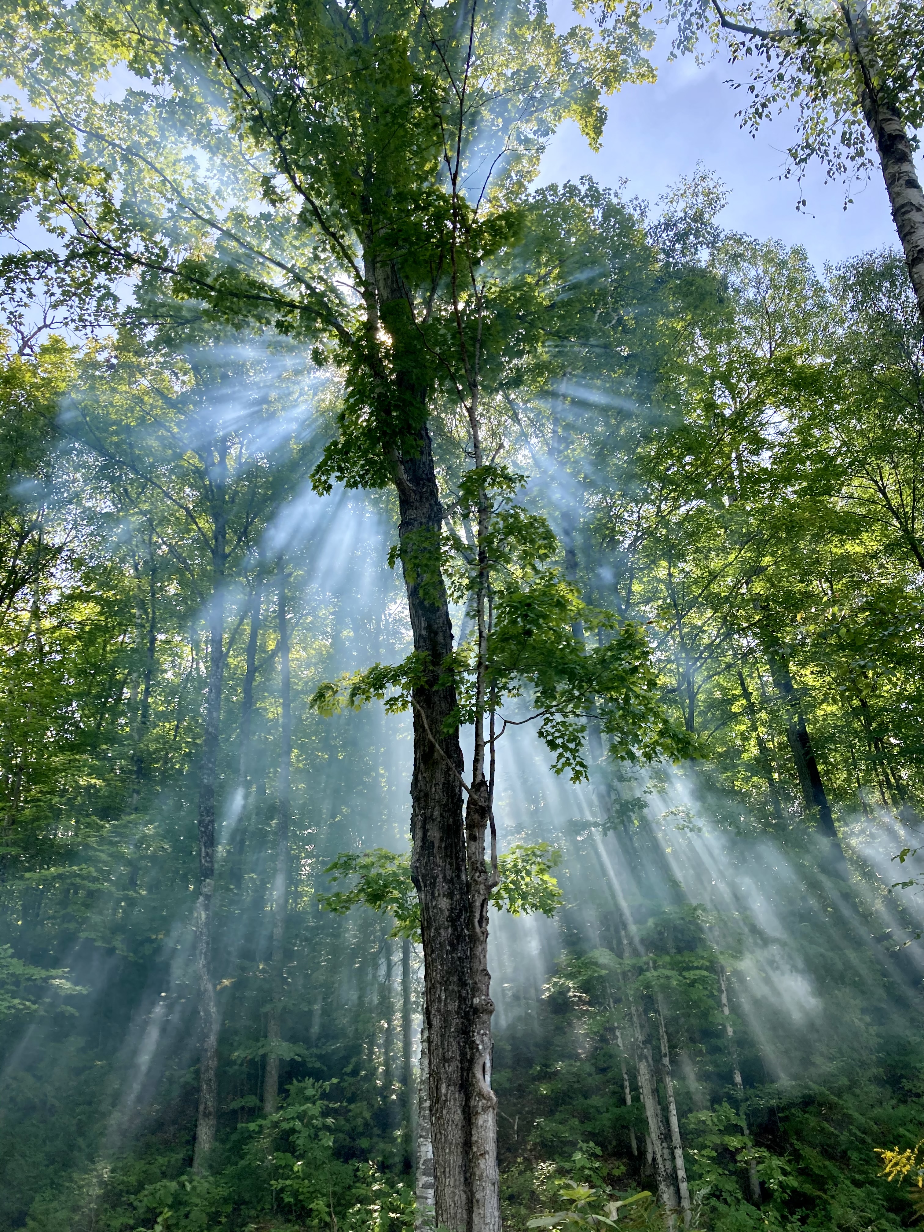 White smoke from the fire blown up into the surrounding trees on a sunny day, leading to rays of light through the smoke.