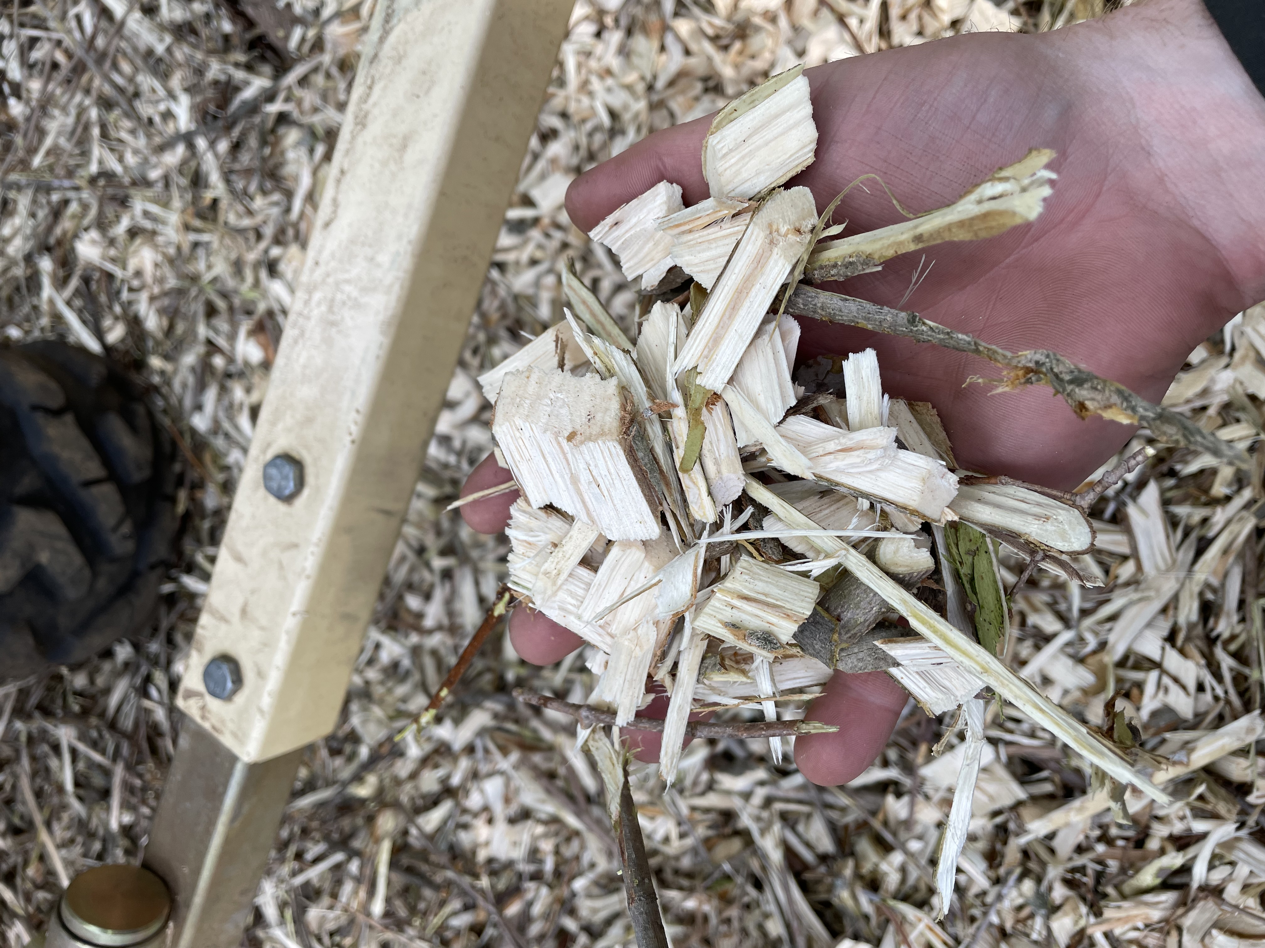 A handful of wood chips from the chipper. They look clean cut and about the size you’d expect, perhaps one by two inches and half an inch thick.