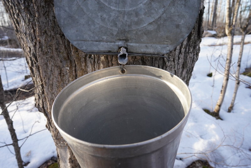 A close up photo of a tap over a sap bucket, sap slowly dripping from the tree