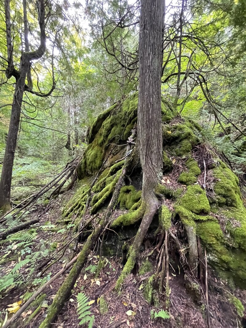Roots of an ancient White Cedar draped over a large boulder