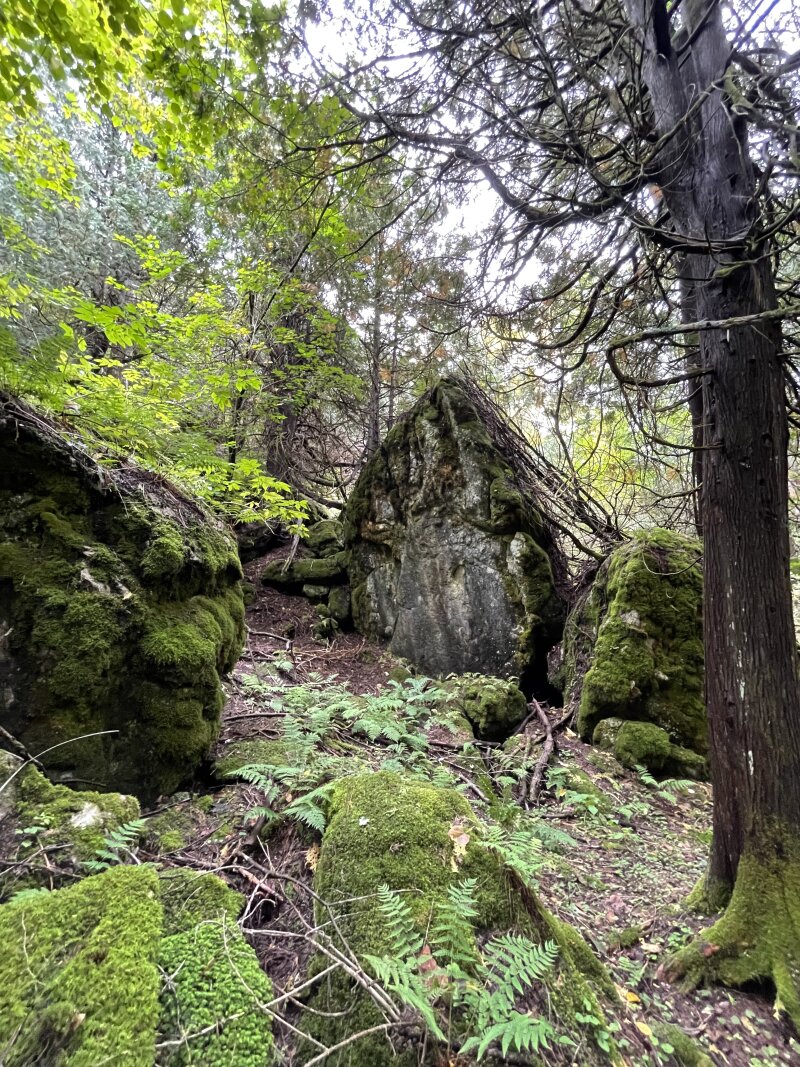 A mossy hill with a large boulder surrounded by White Cedar trees