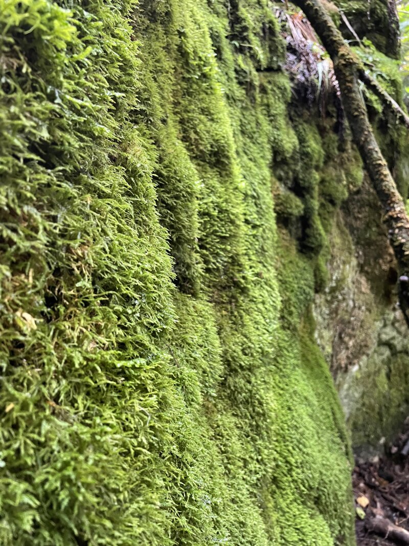 A closeup shot of deep, vibrant green moss on a boulder