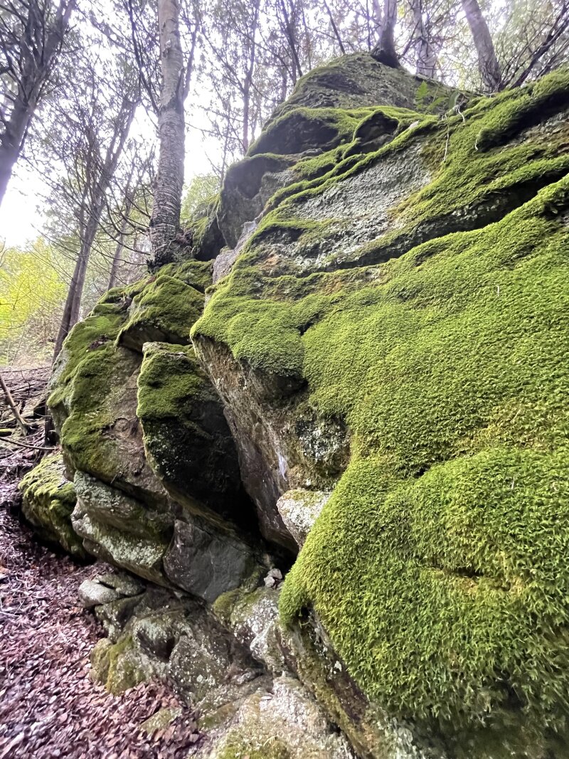 Deep, green moss covering a rock