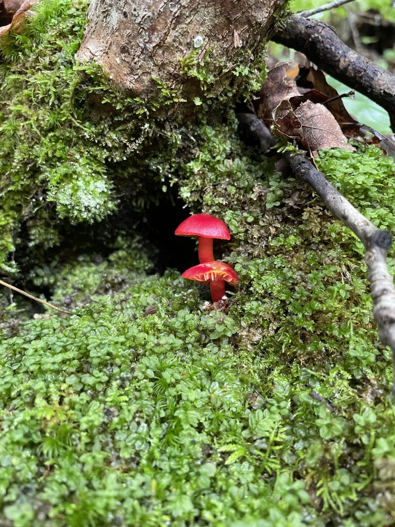 Two tiny red mushrooms amongst a bed of tiny green vegitation