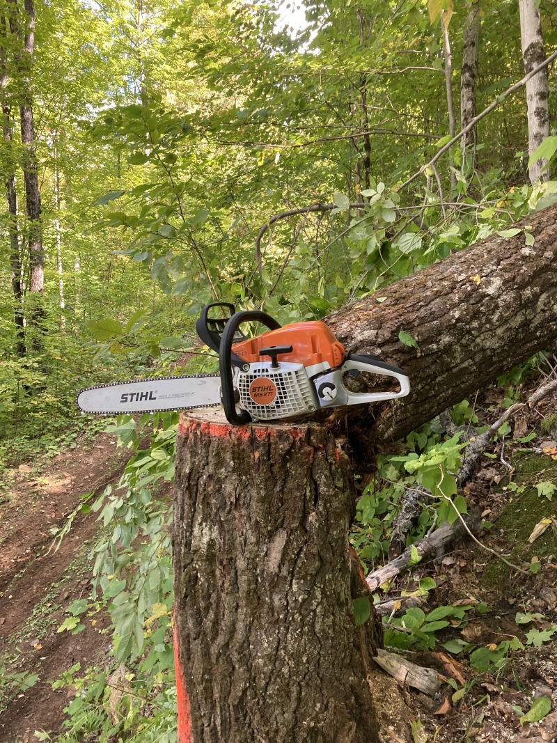 My new chainsaw atop a stump from a felled free