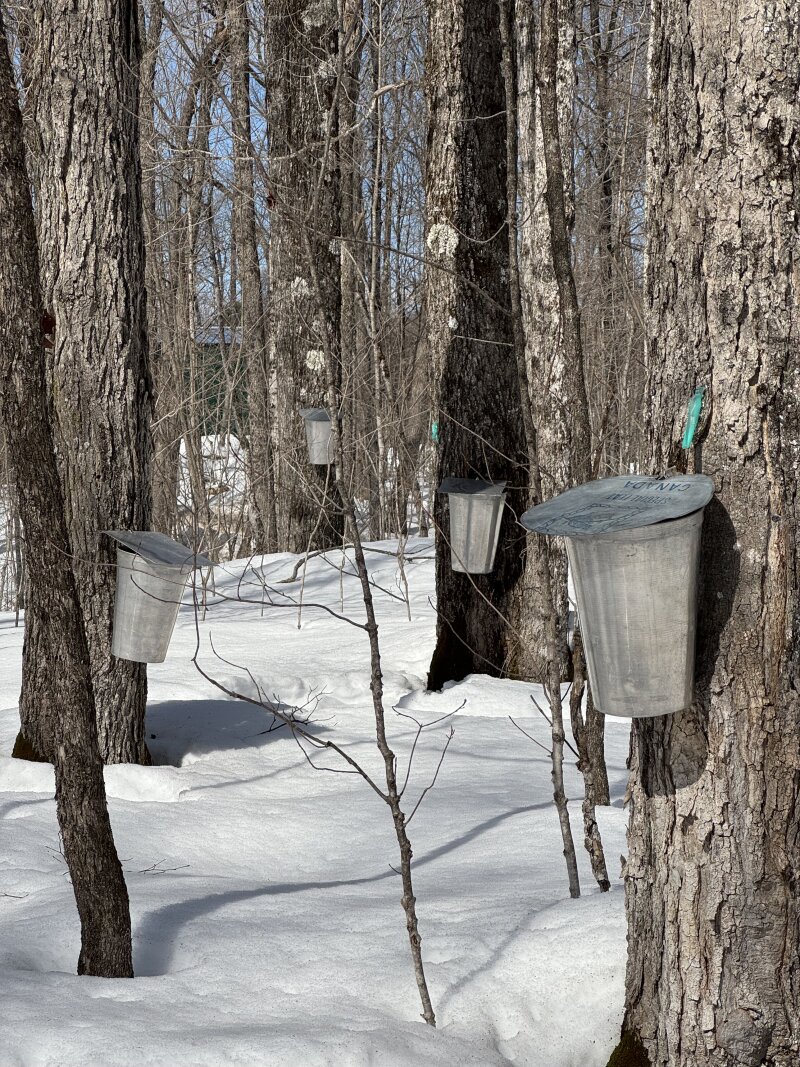Four sap buckets hanging on trees in the bush, ground covered in a thick blanket of snow