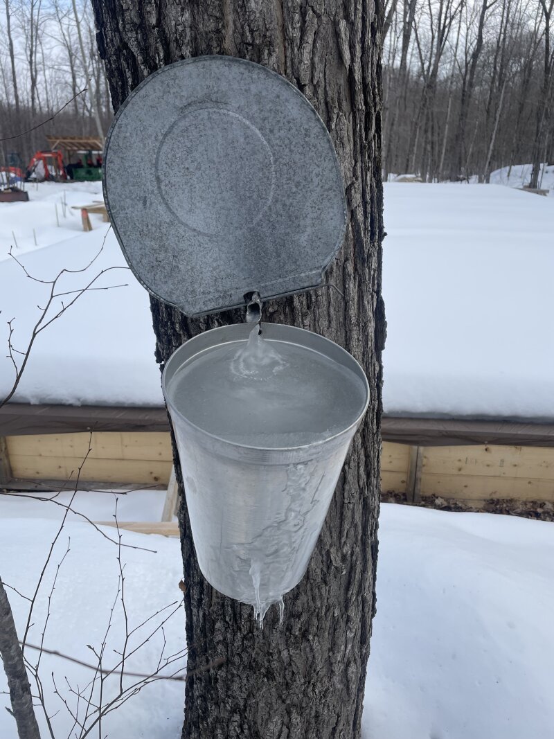 A completely frozen, overflowing sap bucket handing from a maple tree